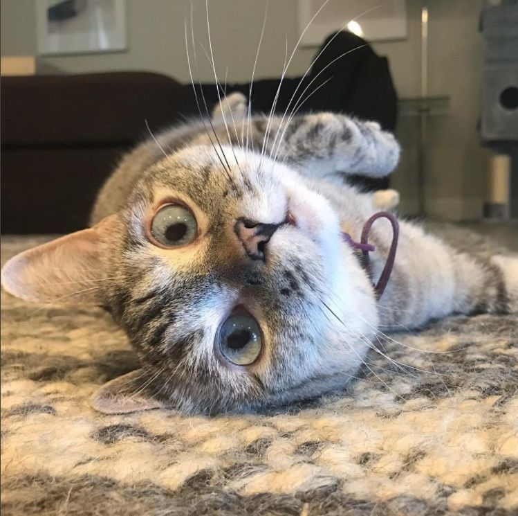 Nala, le chat le plus célèbre d'Instagram, nous fera toujours sourire | So Busy Girls
