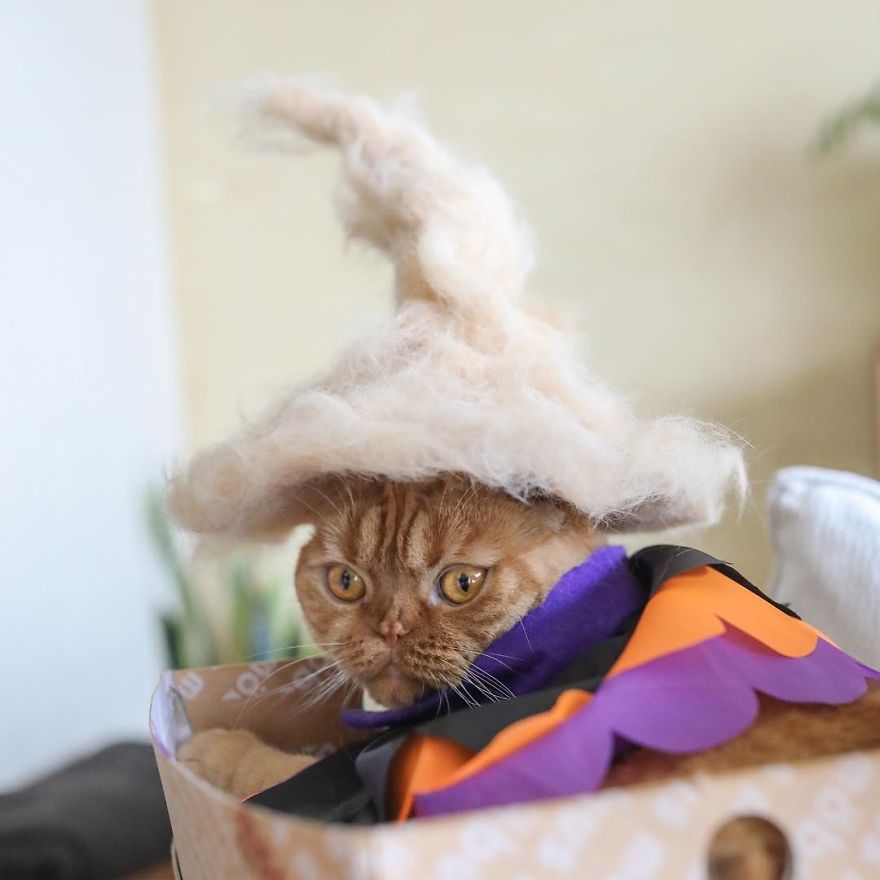 13 chats avec des chapeaux sur la tête faits de leurs propres poils | So Busy Girls