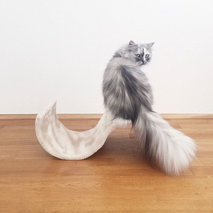 La fourrure de ce chat persan est tout simplement magnifique ! | So Busy Girls