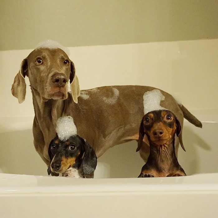 Ces 2 chiens et ce petit chiot endormis tous les 3 sont tellement adorables que vous allez craquer ! | So Busy Girls