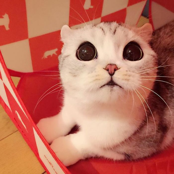 Découvrez Hana, le chat aux grands yeux ronds qui fait fondre le coeur des Instagramers | So Busy Girls