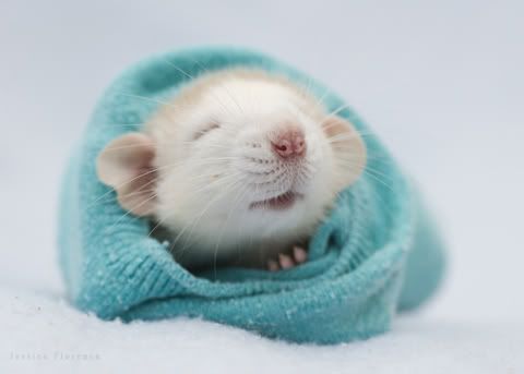 Les rats sont des animaux discrets qui sont attentifs à votre présence | So Busy Girls