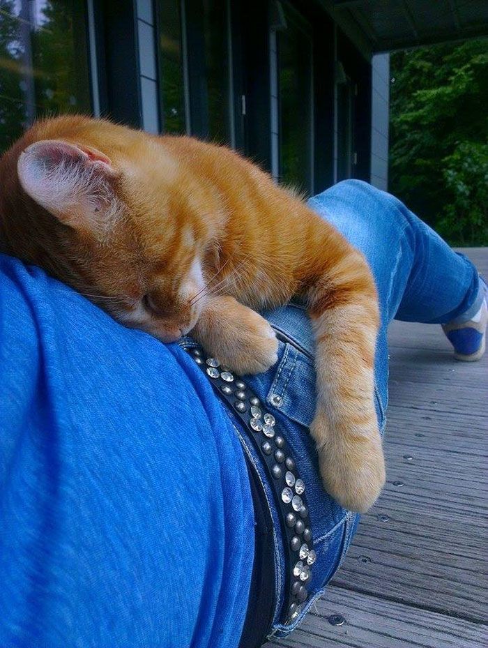 Ce chat vient tous les jours à l'Université pour encourager les étudiants en leur faisant des câlins | So Busy Girls