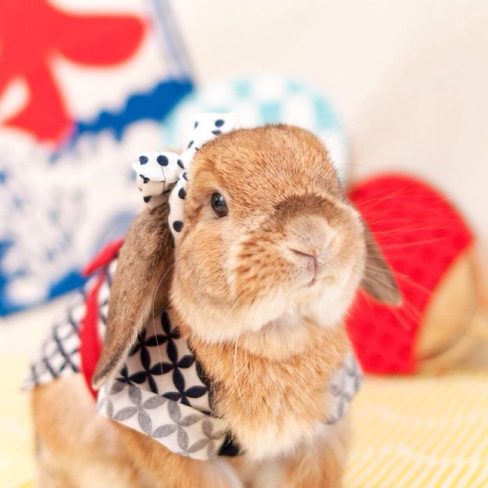 Découvrez PuiPui, le lapin le plus stylé du monde ! | So Busy Girls