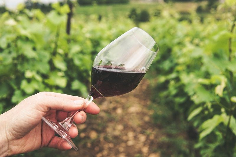 Job de rêve : être payé 8 500€ par mois pour boire du vin et vivre gratuitement dans un vignoble californien | So Busy Girls