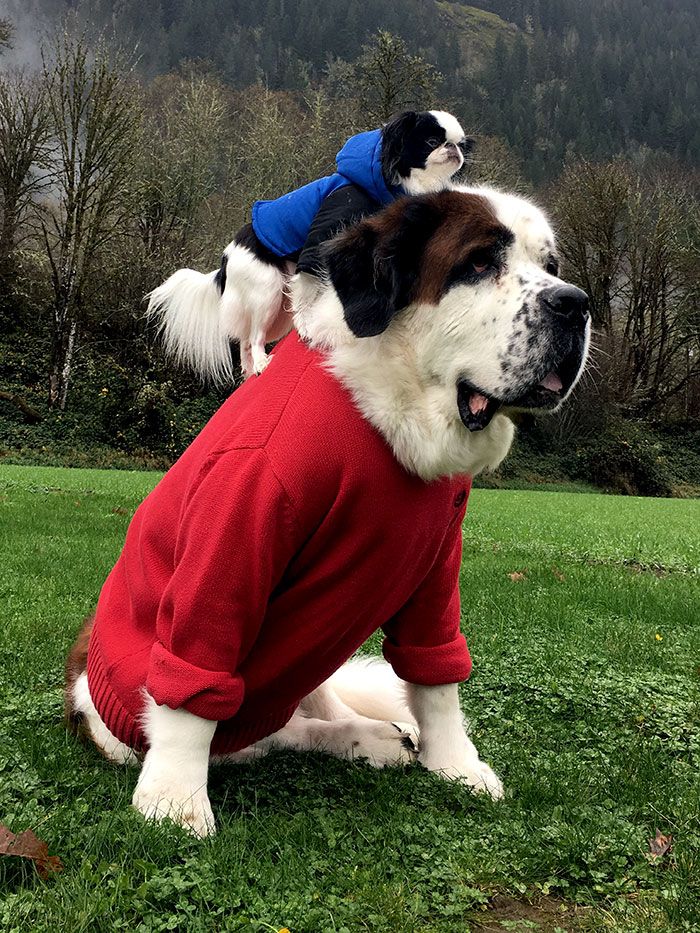 Ce petit chien se fait transporter partout sur le dos ce grand Saint Bernard | So Busy Girls