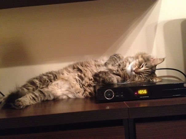30 chats qui adorent la chaleur | So Busy Girls