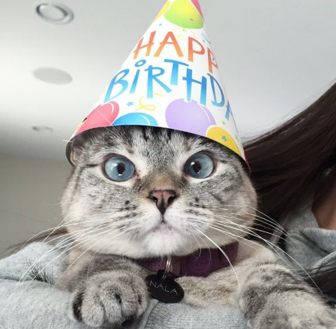Nala, le chat le plus célèbre d'Instagram, nous fera toujours sourire | So Busy Girls