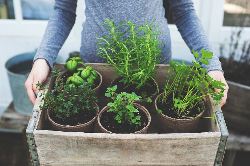 Voilà pourquoi vos plantes d'intérieur vous donnent une belle peau | So Busy Girls