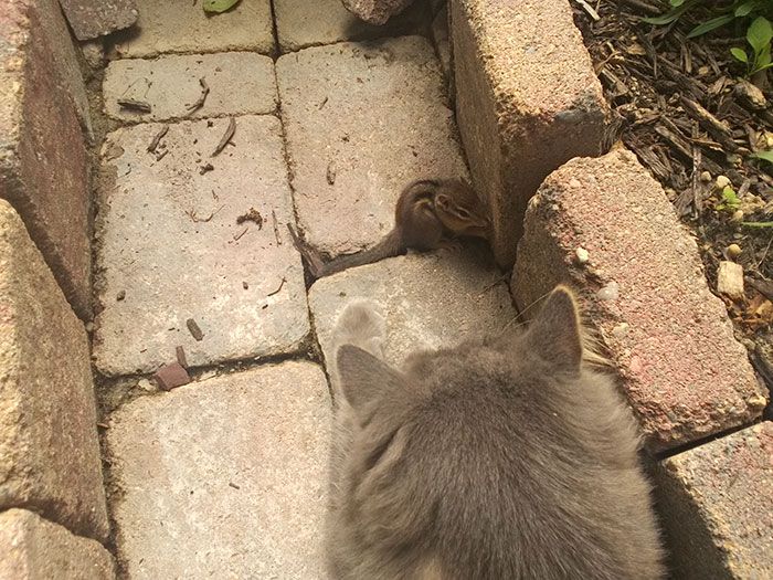 Mon chat est devenu copain avec un écureuil et depuis, ils n'arrêtent pas de se faire des câlins ! | So Busy Girls