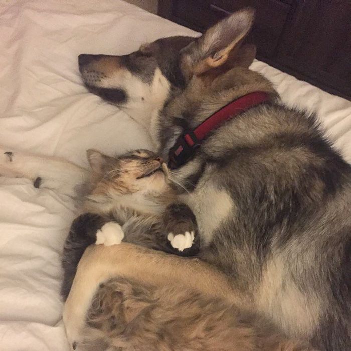 Ce husky a adopté ce chat dans un refuge et depuis, ils sont inséparables ! | So Busy Girls