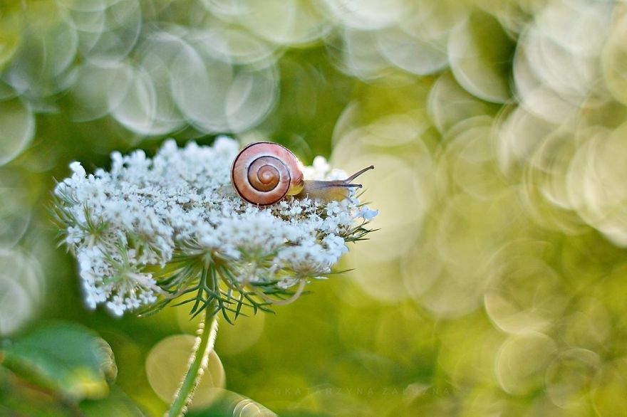 Découvrez le petit monde merveilleux des escargots ! | So Busy Girls