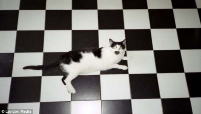18 animaux persuadés qu’ils sont parfaitement bien cachés | So Busy Girls