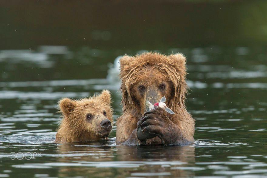 Ces mamans ourses et leur ourson sont vraiment trop mignons ! | So Busy Girls
