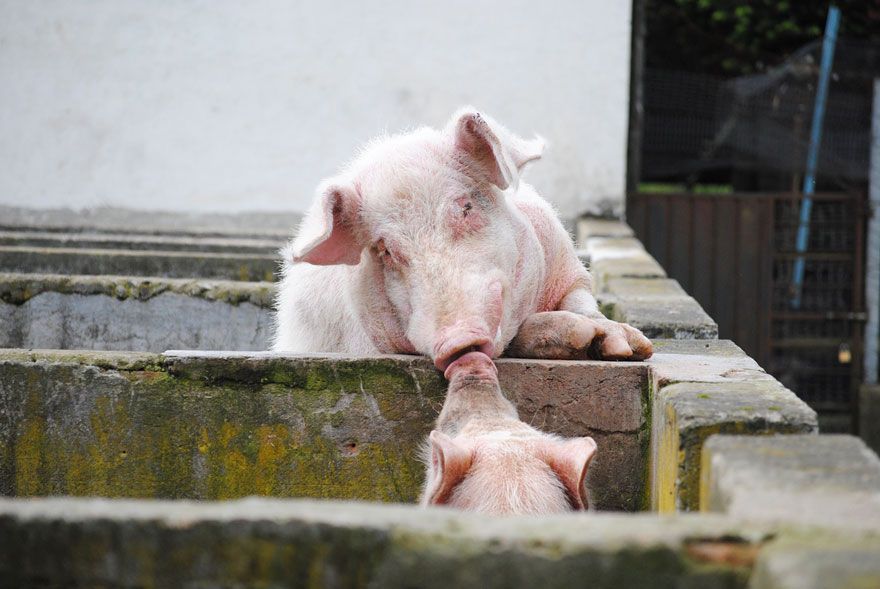 Je t'embrasse même si tu as un caractère de cochon ! | So Busy Girls