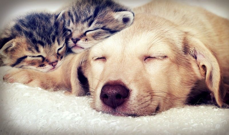 Comment faire le deuil de son animal de compagnie | So Busy Girls
