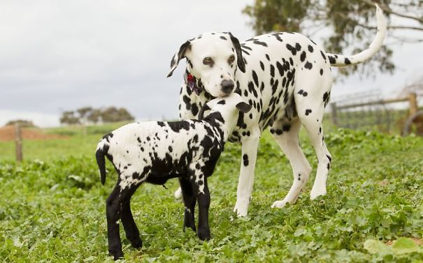 18 animaux qui se ressemblent comme 2 gouttes d'eau ! | So Busy Girls