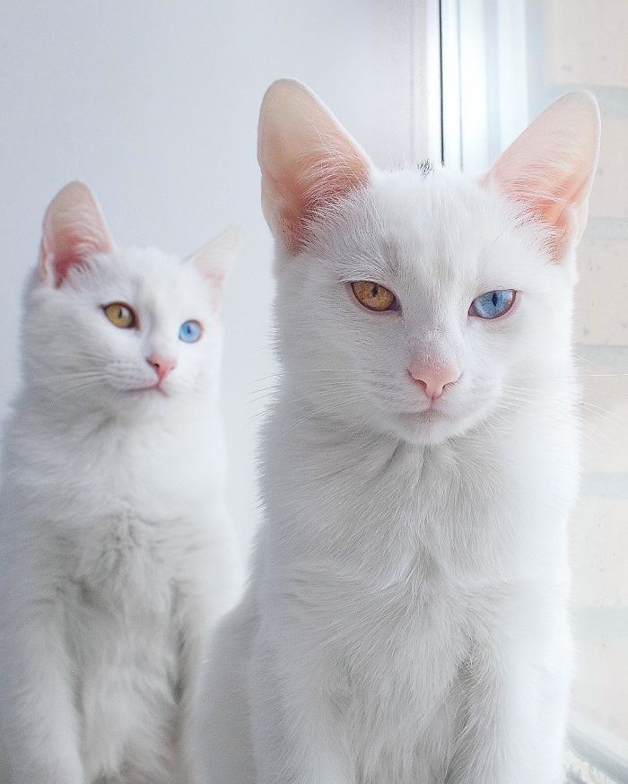 Ces 2 chats blancs aux yeux vairons ont un regard absolument magnifique | So Busy Girls