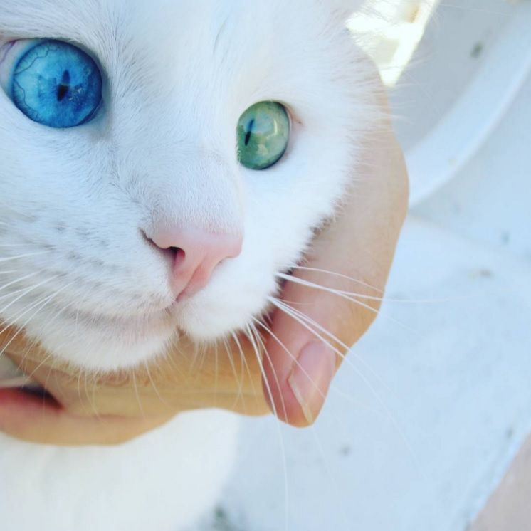 Ce chat blanc aux yeux vairons a vraiment un regard hypnotique et magnifique ! | So Busy Girls