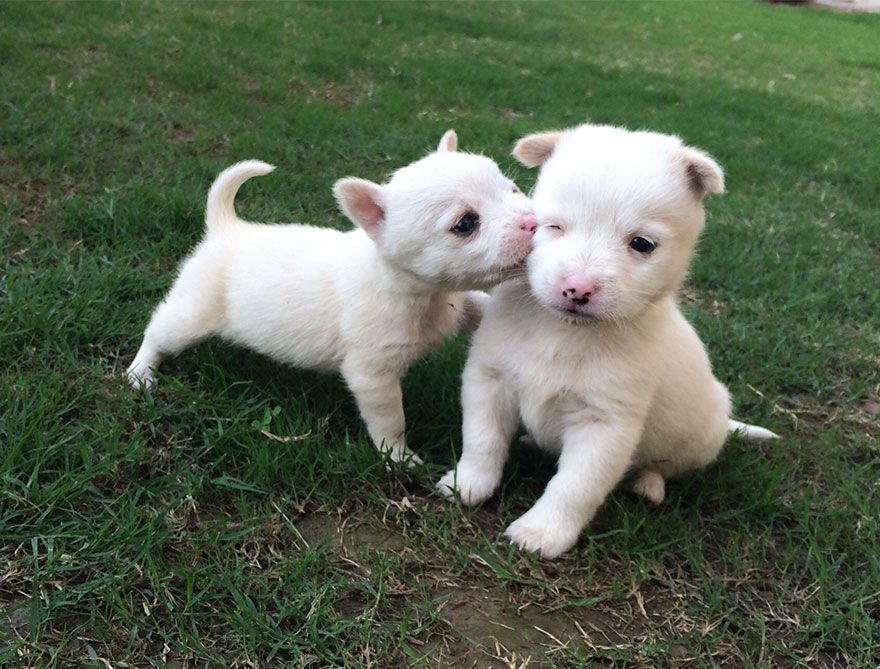 Des chiots qui s'embrassent, c'est adorable ! | So Busy Girls