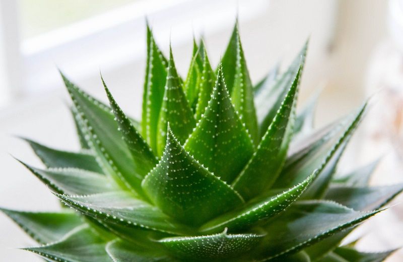 10 recettes beauté express à base d'aloe vera | So Busy Girls