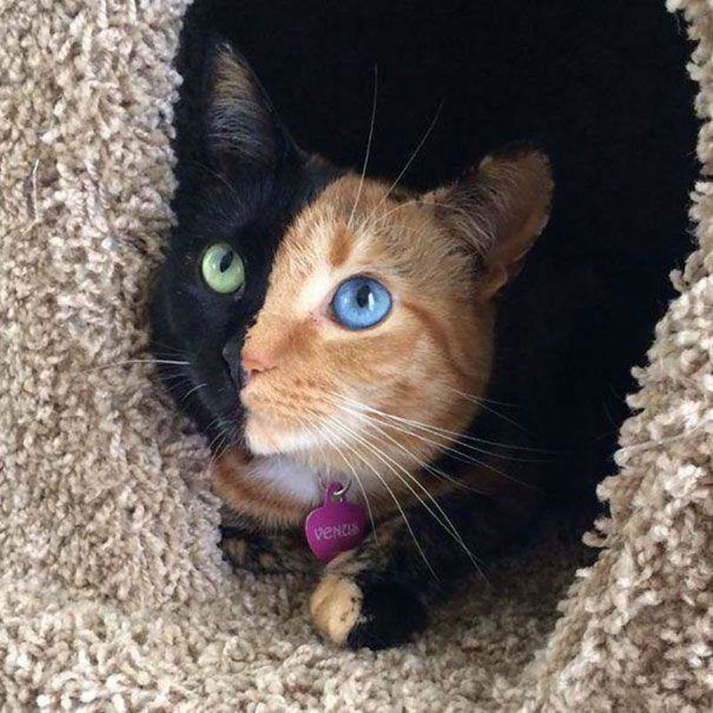Découvrez Venus, le chat aux 2 visages | So Busy Girls