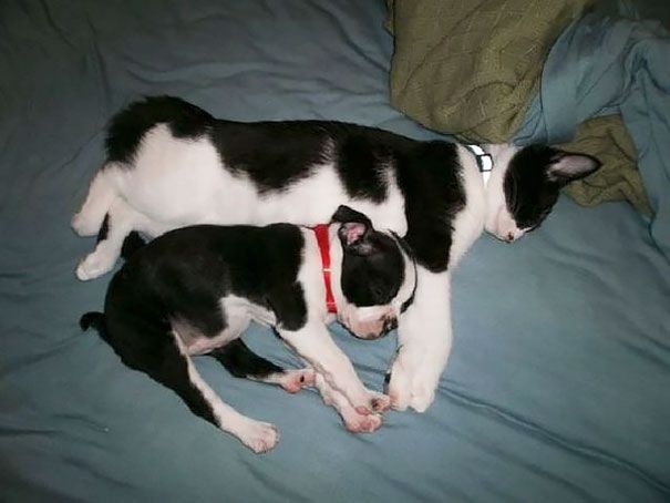 18 animaux qui se ressemblent comme 2 gouttes d'eau ! | So Busy Girls