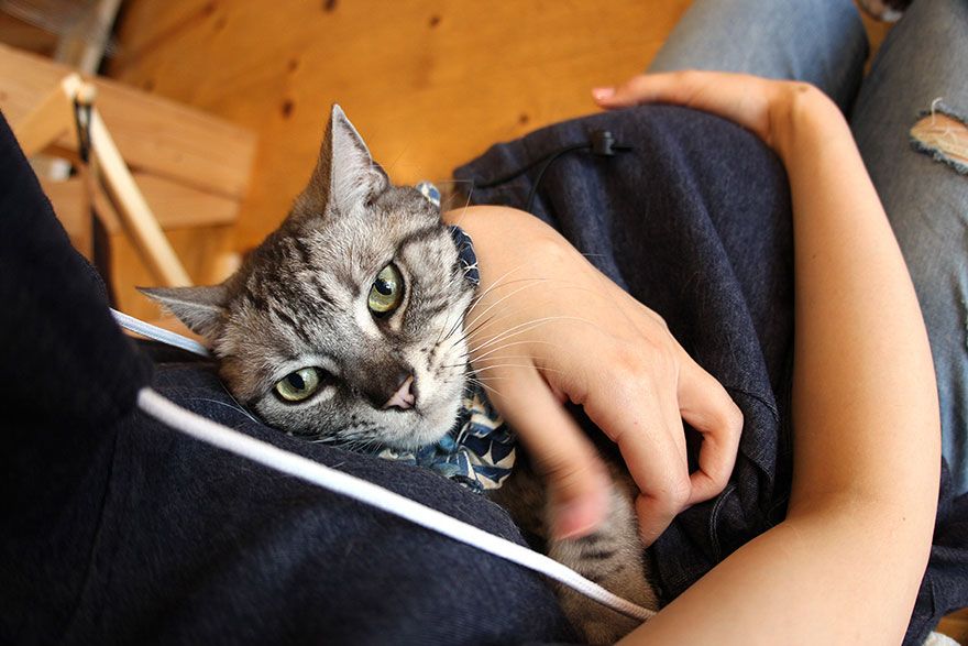 Des sweats poche kangourou qui vous permettent d'emmener votre chat partout avec vous | So Busy Girls
