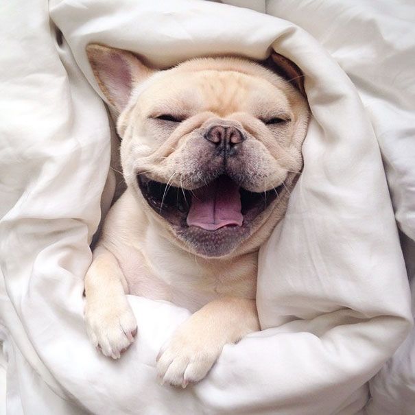 Découvrez Milo, le bulldog narcoleptique qui va vous faire sourire illico ! | So Busy Girls