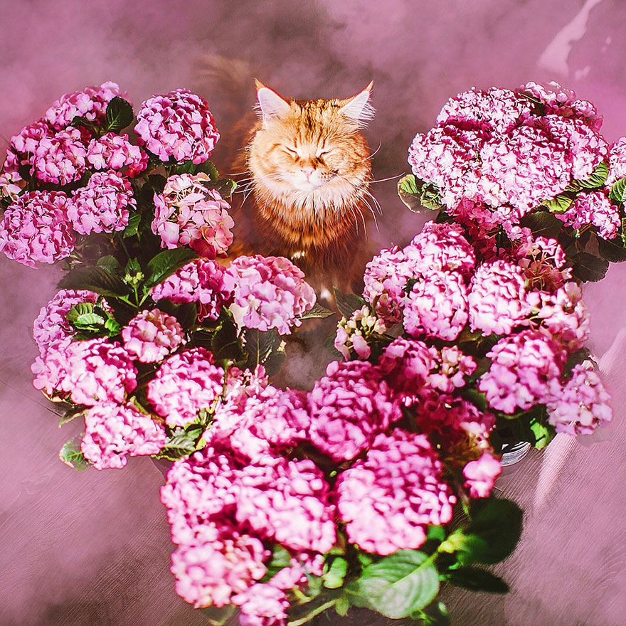 Découvrez Ginger, le chat roux tellement magnifique qu'il a son photographe personnel | So Busy Girls