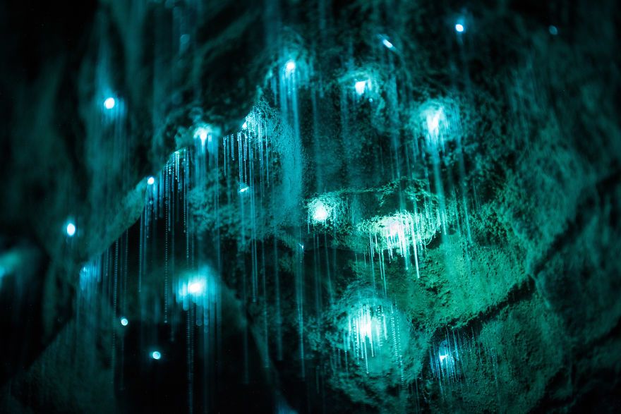 Des centaines de vers luisants transforment cette grotte néo-zélandaise en magnifique nuit étoilée | So Busy Girls