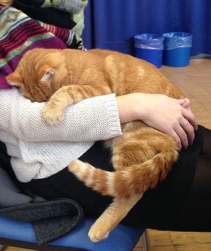 Ce chat vient tous les jours à l'Université pour encourager les étudiants en leur faisant des câlins | So Busy Girls