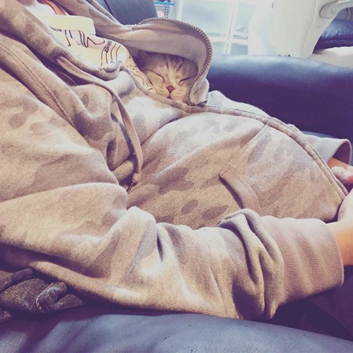 Découvrez Hana, le chat aux grands yeux ronds qui fait fondre le coeur des Instagramers | So Busy Girls