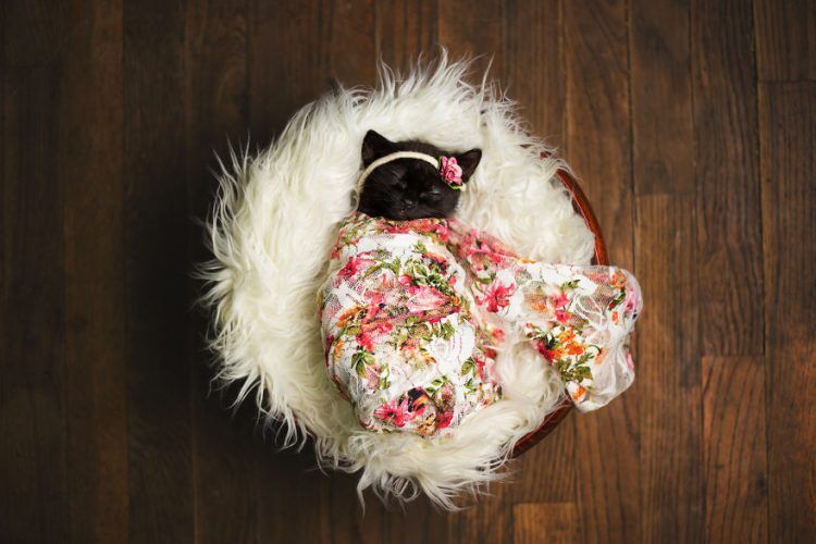 Les photos de ce chaton endormi sont si mignonnes qu'elles vont vous faire craquer ! | So Busy Girls