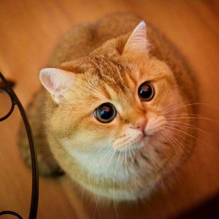 Découvrez Hosico, le Chat botté en chair et en os ! | So Busy Girls