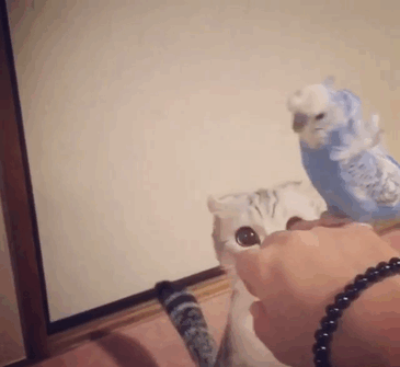 Découvrez Hana, le chat aux grands yeux ronds qui fait fondre le coeur des Instagramers | So Busy Girls