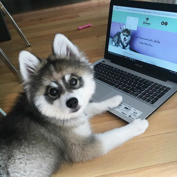 Découvrez Norman, le bébé husky tellement mignon qu'il va vous faire craquer ! | So Busy Girls