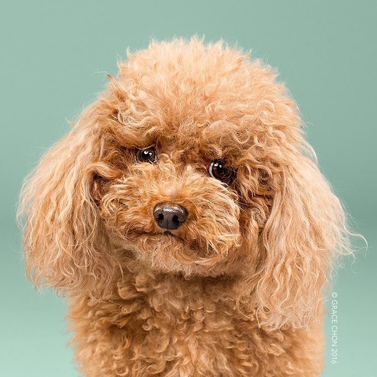 8 photos de chiens avant et après leur passage chez le toiletteur | So Busy Girls