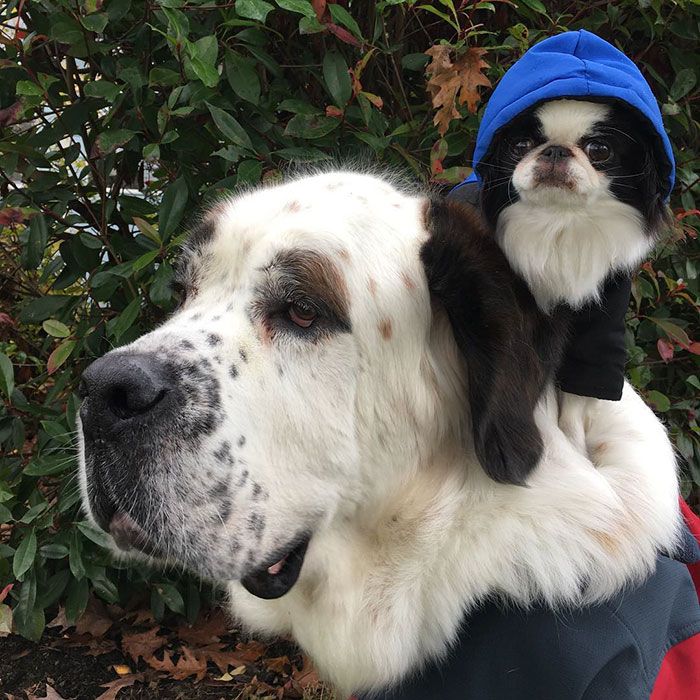 Ce petit chien se fait transporter partout sur le dos ce grand Saint Bernard | So Busy Girls