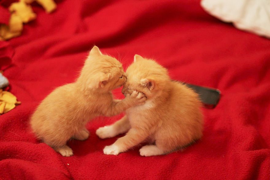 Des chatons qui s'embrassent | So Busy Girls