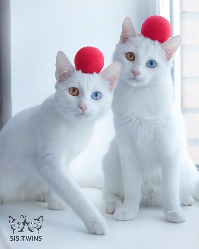 Ces 2 chats blancs aux yeux vairons ont un regard absolument magnifique | So Busy Girls