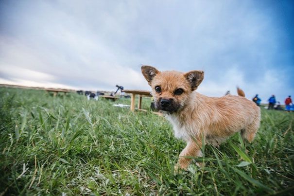 Un petit chien errant rejoint ce marathonien, court 100km avec lui et finit la course avec son nouveau maître ! | So Busy Girls