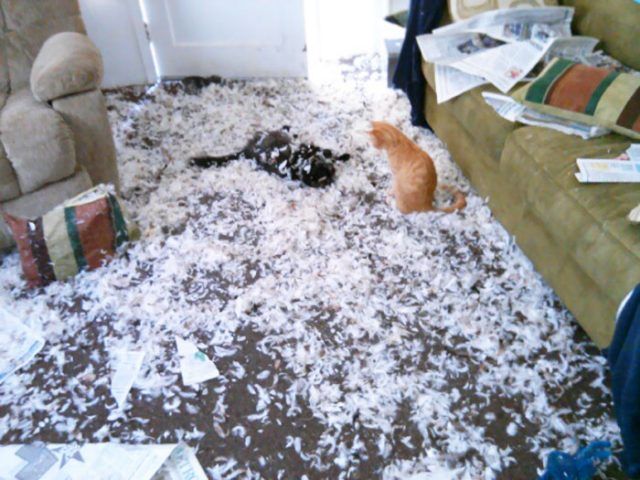 16 moments où des gens ont laissé leur animal seul, mais l'ont très vite regretté | So Busy Girls
