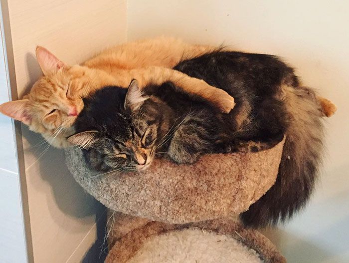 Ces chats sont inséparables : ils continuent à vouloir dormir ensemble même s'ils sont devenus bien trop grand pour leur lit | So Busy Girls