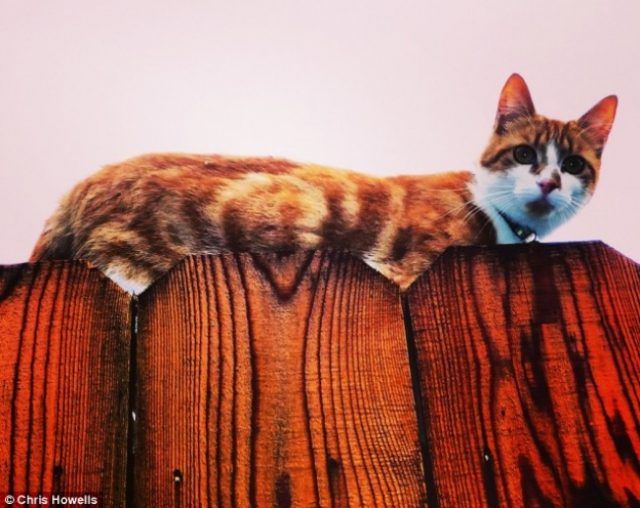 18 animaux persuadés qu’ils sont parfaitement bien cachés | So Busy Girls