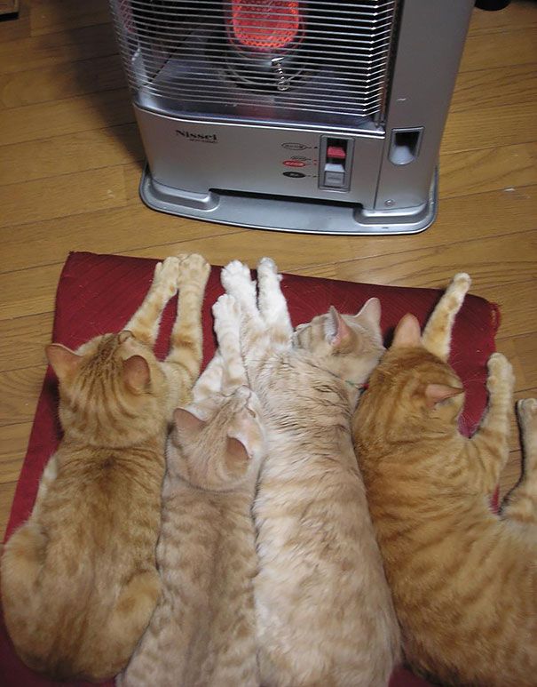 30 chats qui adorent la chaleur | So Busy Girls