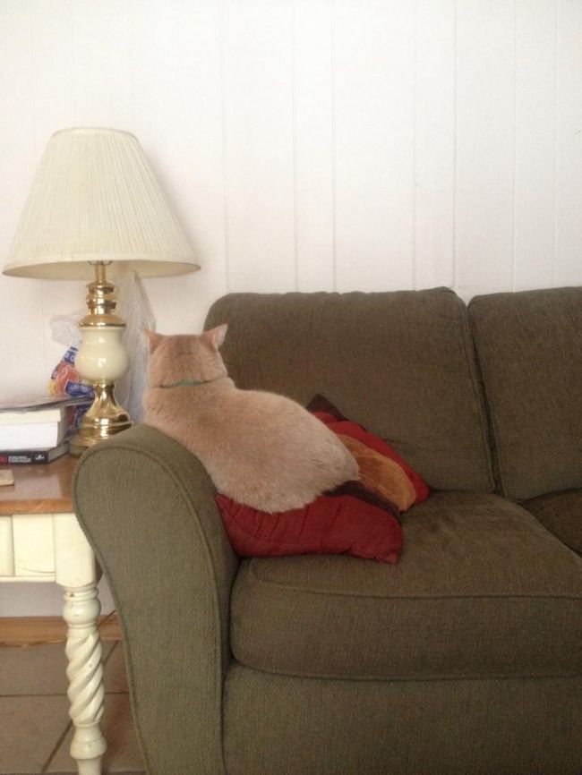 21 photos des plus beaux chats : vous n'allez pas pouvoir leur résister ! | So Busy Girls