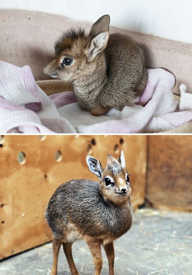 Bébé dik-dik | So Busy Girls