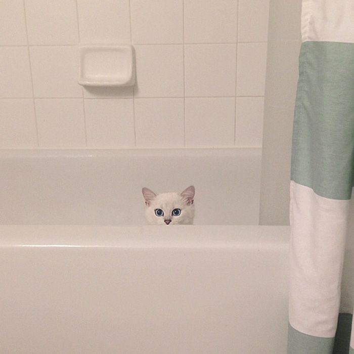 Ce chat a vraiment des yeux sublimes | So Busy Girls