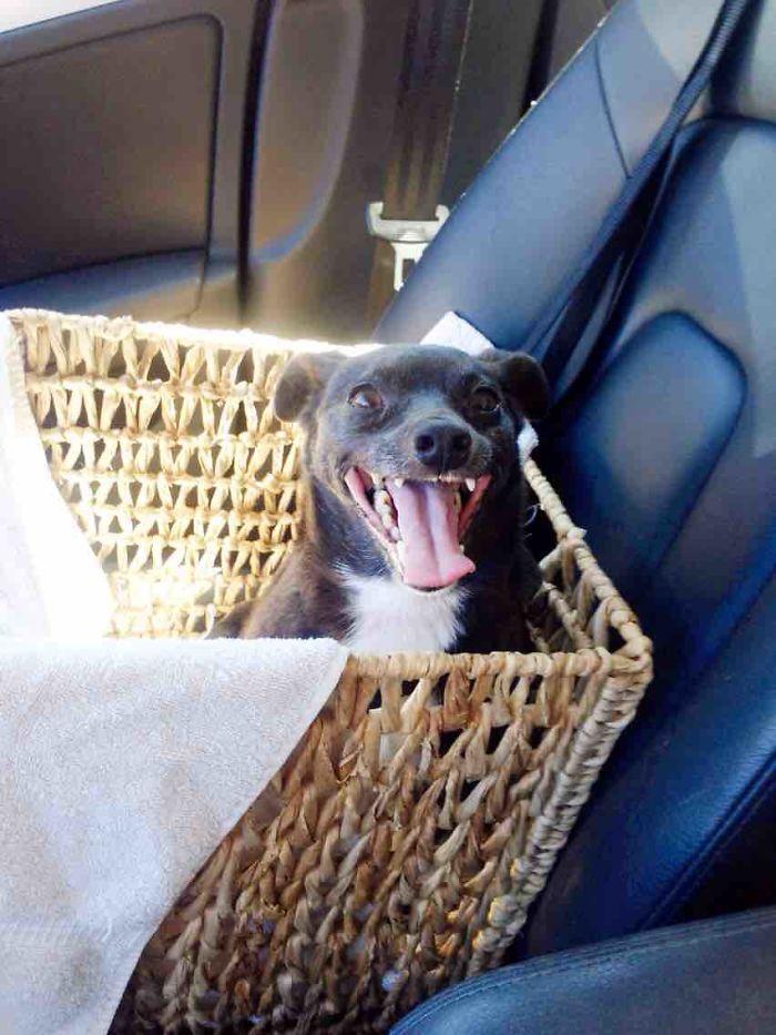 Ces 16 photos de chiens qui viennent de se faire adopter vont vous donner envie d'en recueillir un vous aussi ! | So Busy Girls